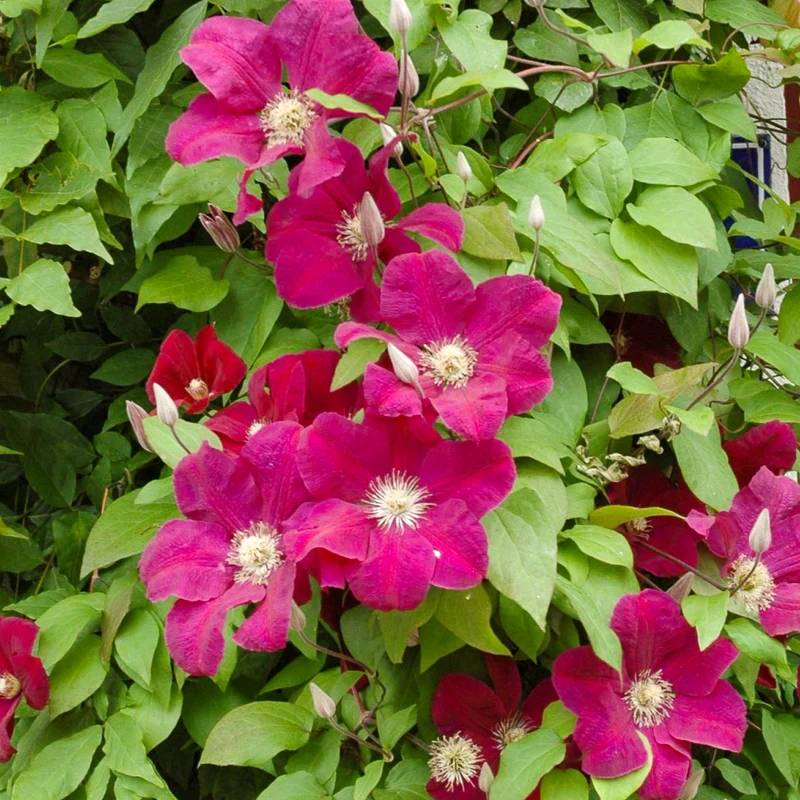 Clematis 'Rouge Cardinal' Burgunderrot