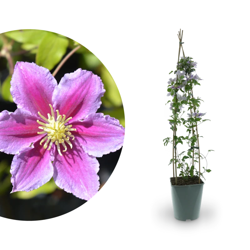 Clematis 'Piilu' Rosa-Weiß