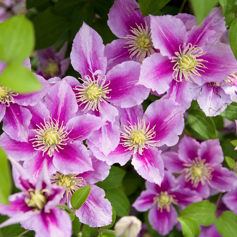 Clematis 'Piilu' Rosa-Weiß