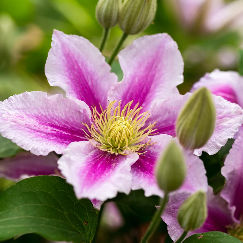 Clematis 'Piilu' Rosa-Weiß