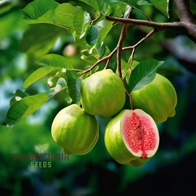 Guava Semi Tasty Dolce Seeds for Planting - Sweet Fruit (100 pcs)