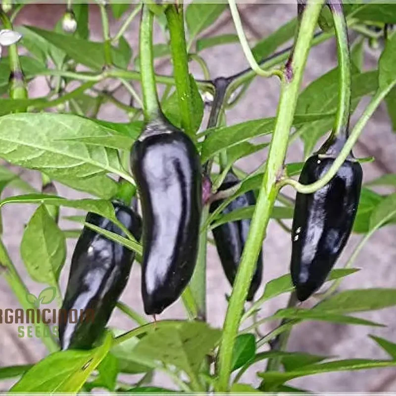 Hot Pepper - Pot Black Seeds for Planting Elevate Your Gardening with Bold, Fiery Harvests