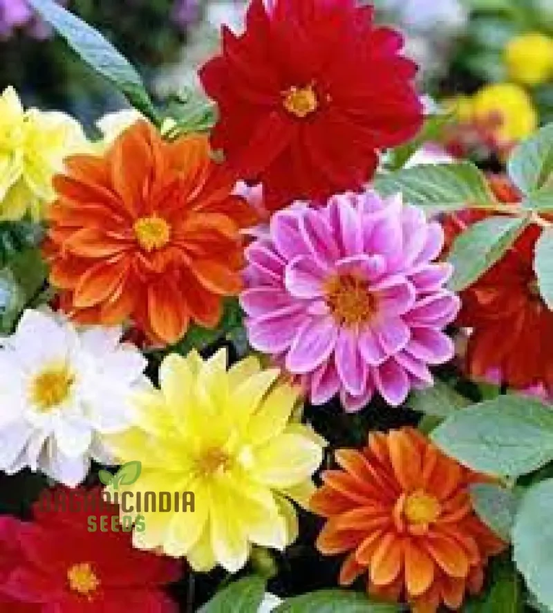 Redskin Mixed Seeds for Planting & Gardening - Organic Seed Varieties