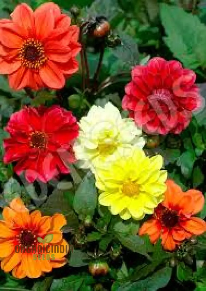 Redskin Mixed Seeds for Planting & Gardening - Organic Seed Varieties