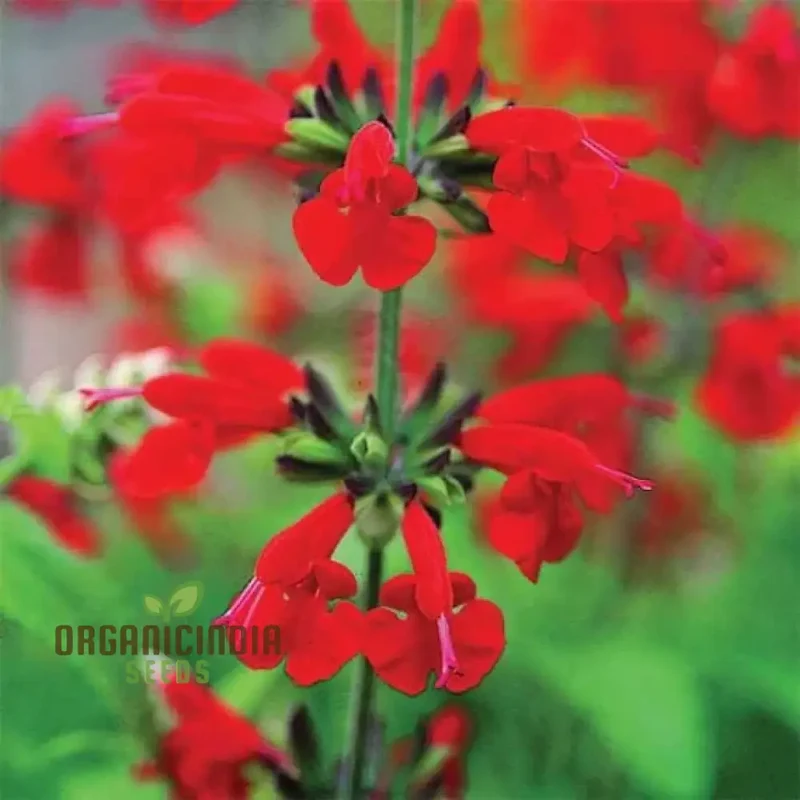 Salvia Saint John's Fire Seeds - Premium Quality for Vibrant Gardening