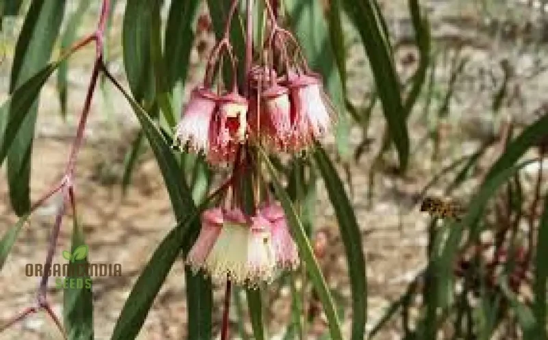 Jingymia Mallee WILDFLOWER Seeds - Ideal for Gardening Enthusiasts | Long-lasting Blooms and Easy Planting