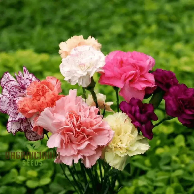Chabaud Mix Seeds - Fragrant Double Hollyhocks for Gardeners | Premium Flower Seeds