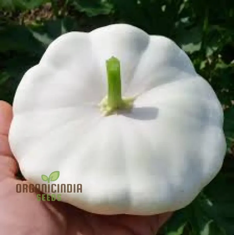 Summer Squash White Scallop Vegetable Seeds for Planting, High-Quality Seeds for Gardening, Perfect for Growing