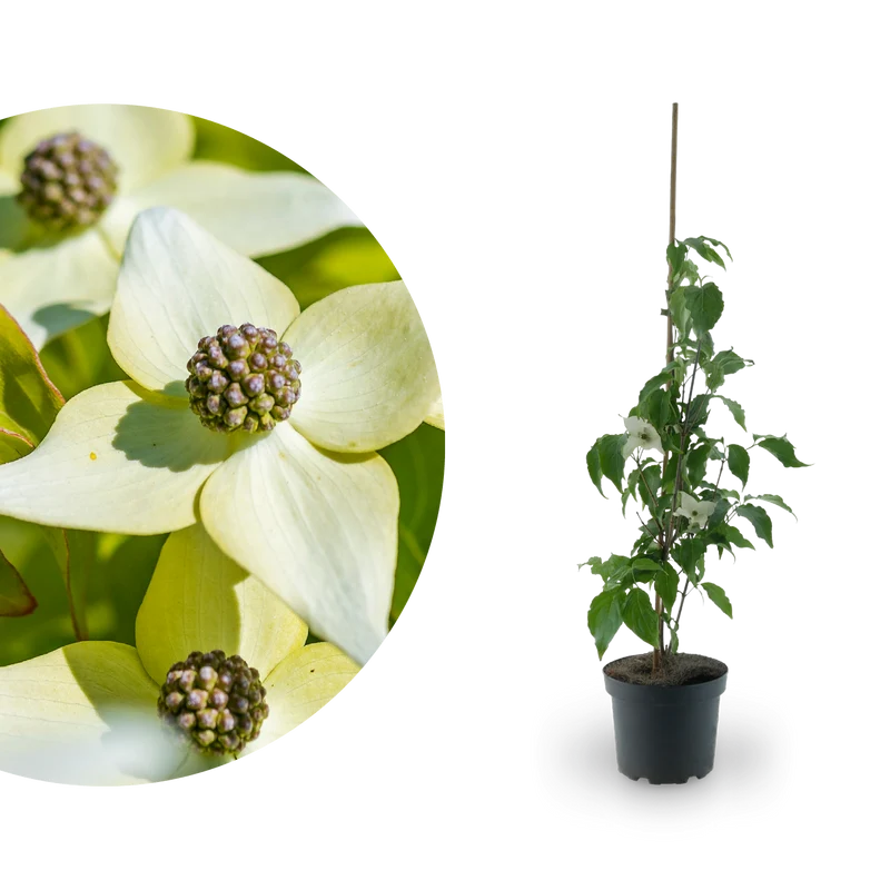 Chinesischer Blumen-Hartriegel 'Milky Way' Cremeweiß