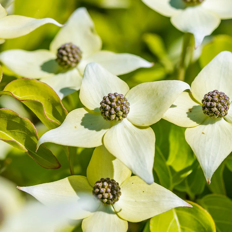 Chinesischer Blumen-Hartriegel 'Milky Way' Cremeweiß