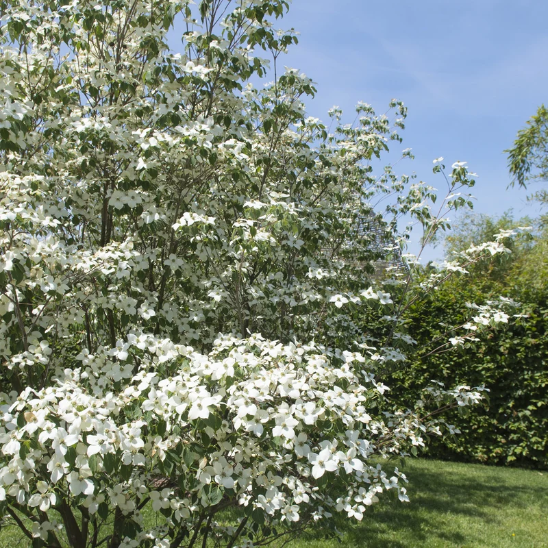 Chinesischer Blumen-Hartriegel 'Milky Way' Cremeweiß