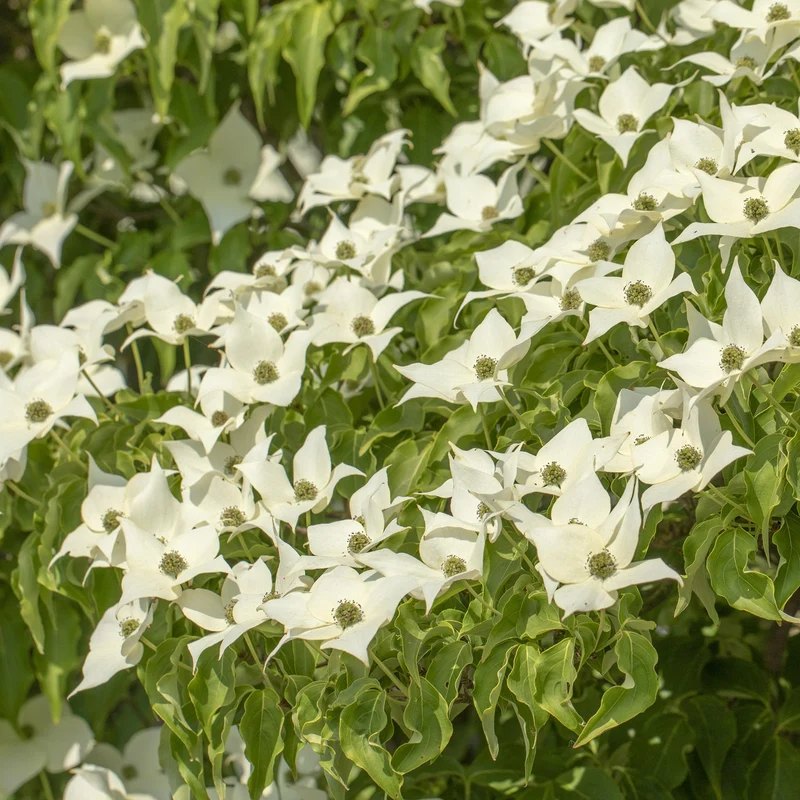 Chinesischer Blumen-Hartriegel 'Milky Way' Cremeweiß