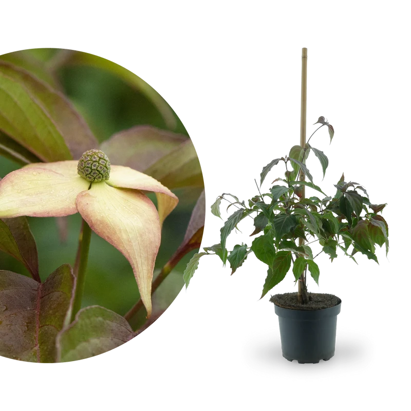 Japanischer Blumen-Hartriegel 'Cappuccino' Weiß-Rosa