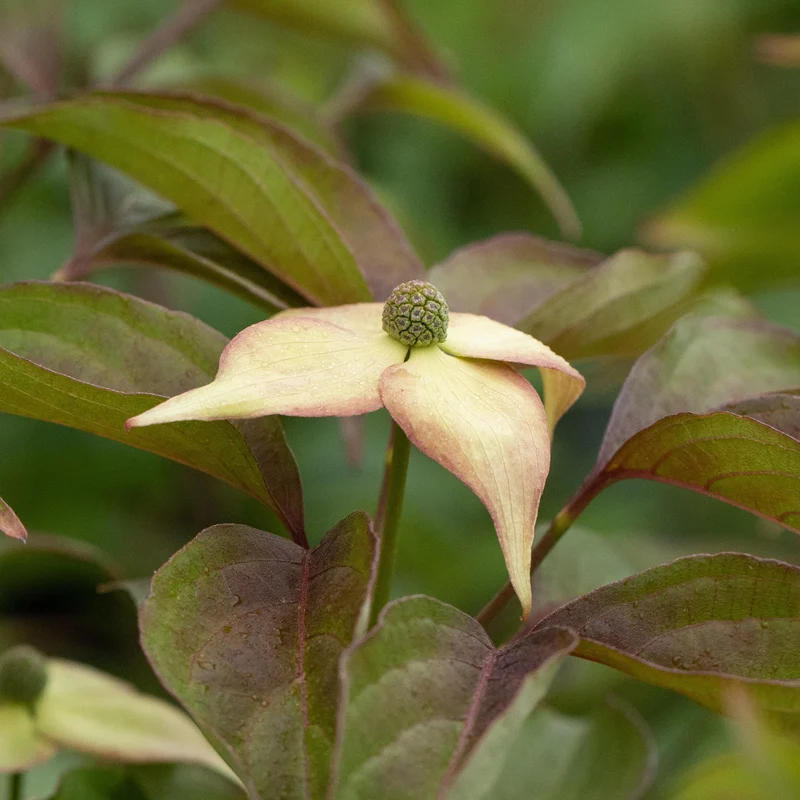 Japanischer Blumen-Hartriegel 'Cappuccino' Weiß-Rosa