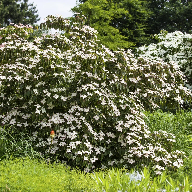 Japanischer Blumen-Hartriegel 'Cappuccino' Weiß-Rosa