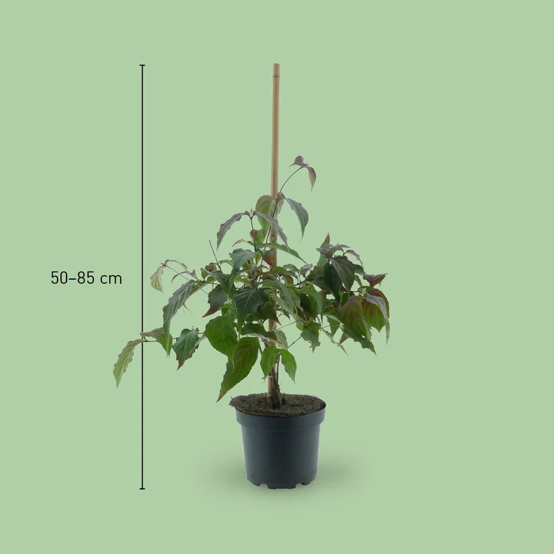 Japanischer Blumen-Hartriegel 'Cappuccino' Weiß-Rosa
