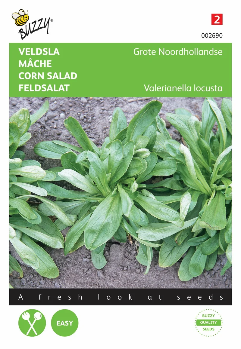Feldsalat Groß Nordholland