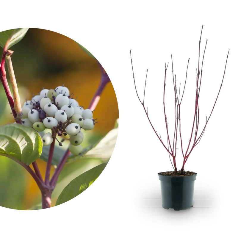 Purpur-Hartriegel 'Sibirica' Weiß