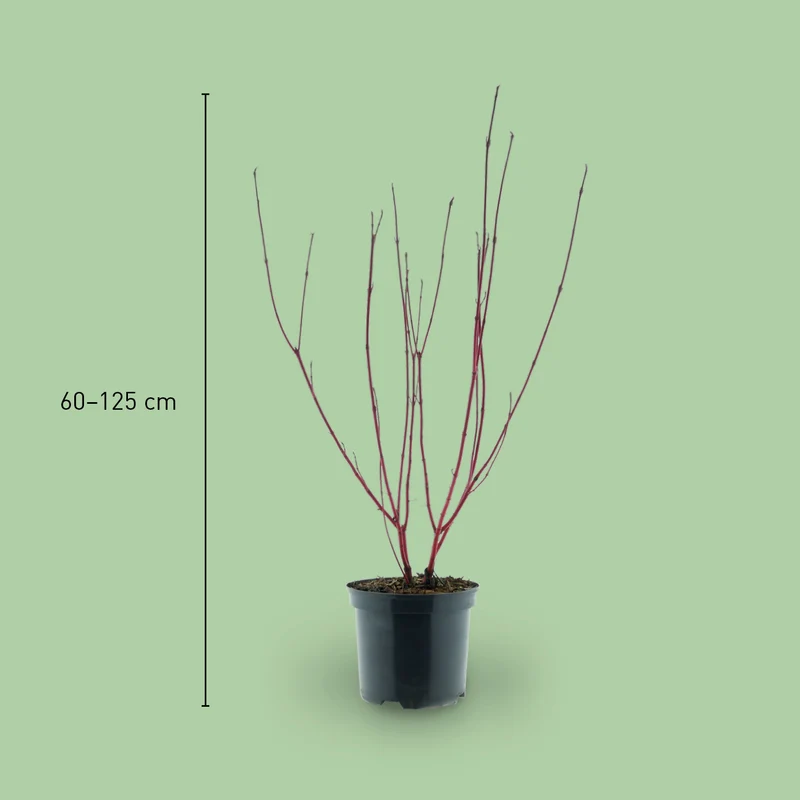Purpur-Hartriegel 'Sibirica' Weiß