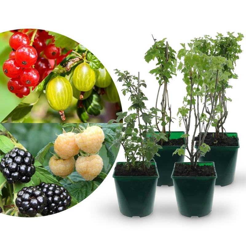 Bio-Beerensträucher Bunte Beerenvielfalt (4er Set)