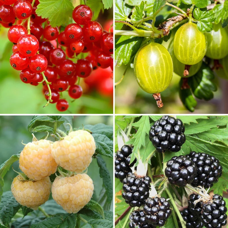 Bio-Beerensträucher Bunte Beerenvielfalt (4er Set)