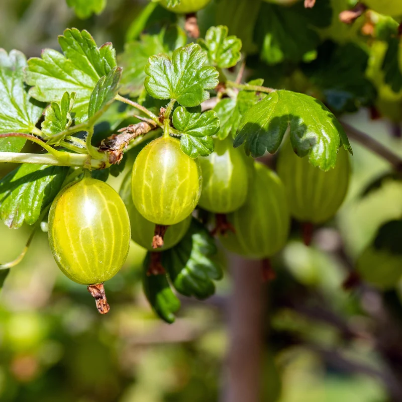 Bio-Beerensträucher Bunte Beerenvielfalt (4er Set)