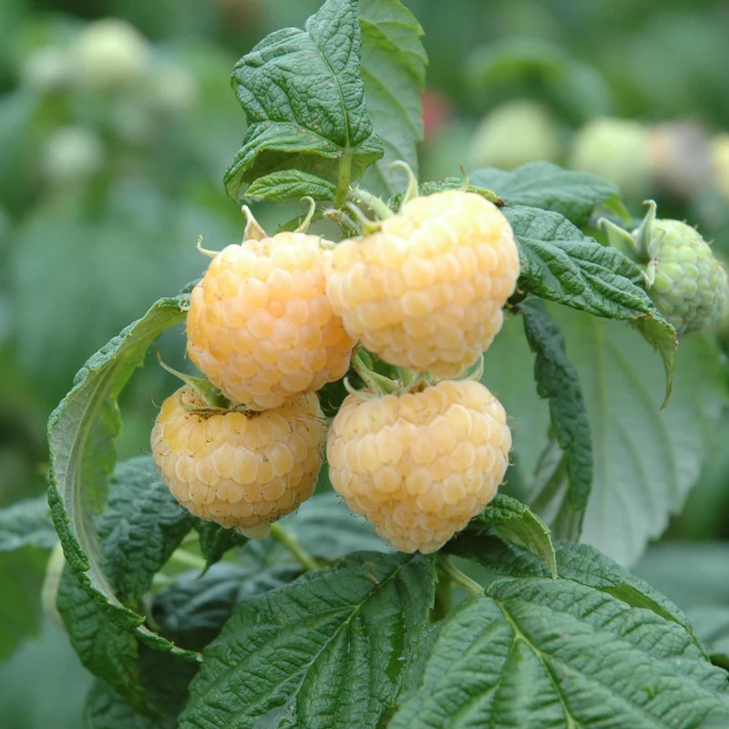 Bio-Beerensträucher Bunte Beerenvielfalt (4er Set)