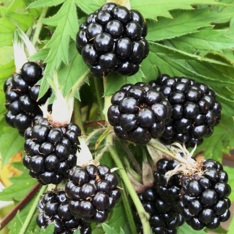 Bio-Beerensträucher Bunte Beerenvielfalt (4er Set)