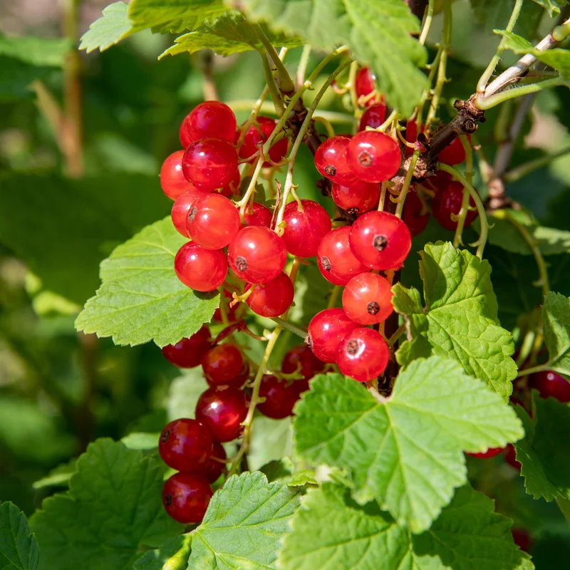 Bio-Beerensträucher Lange Erntezeit (4er Set)