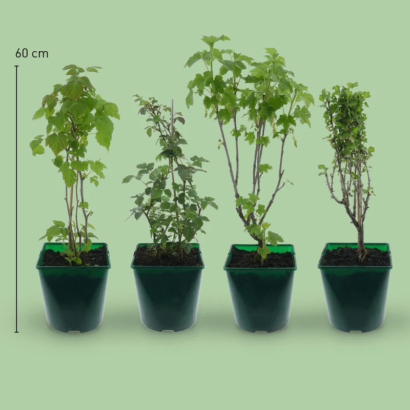 Bio-Beerensträucher Lange Erntezeit (4er Set)