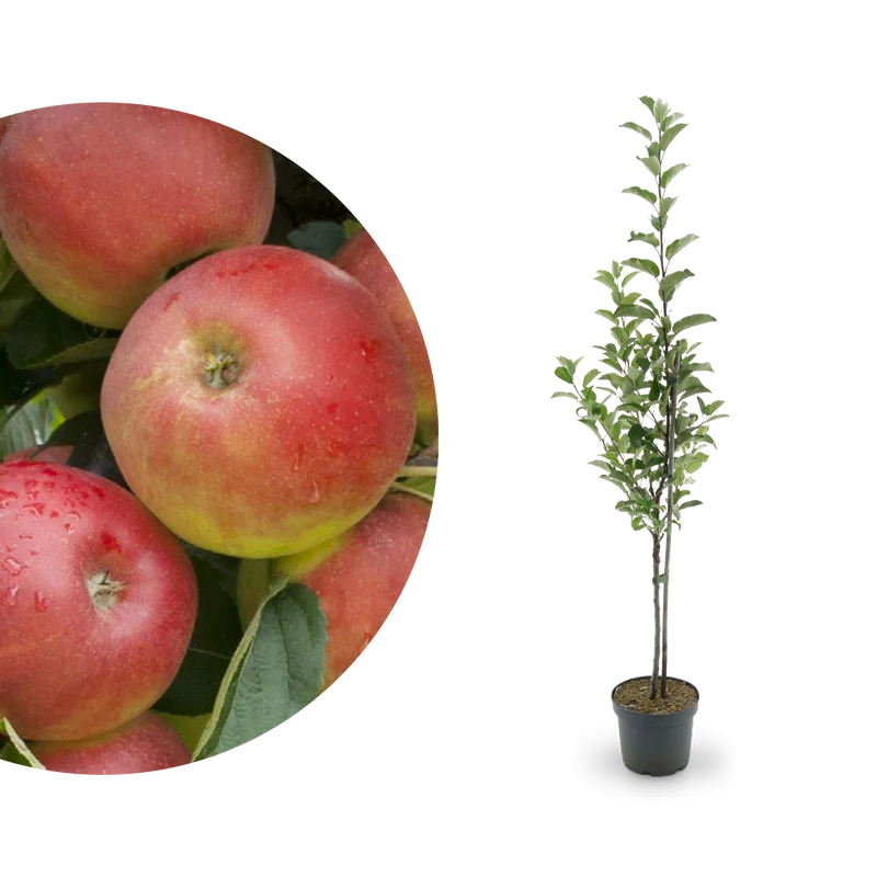 Bio-Apfelbaum 'Elstar' Herbstapfel