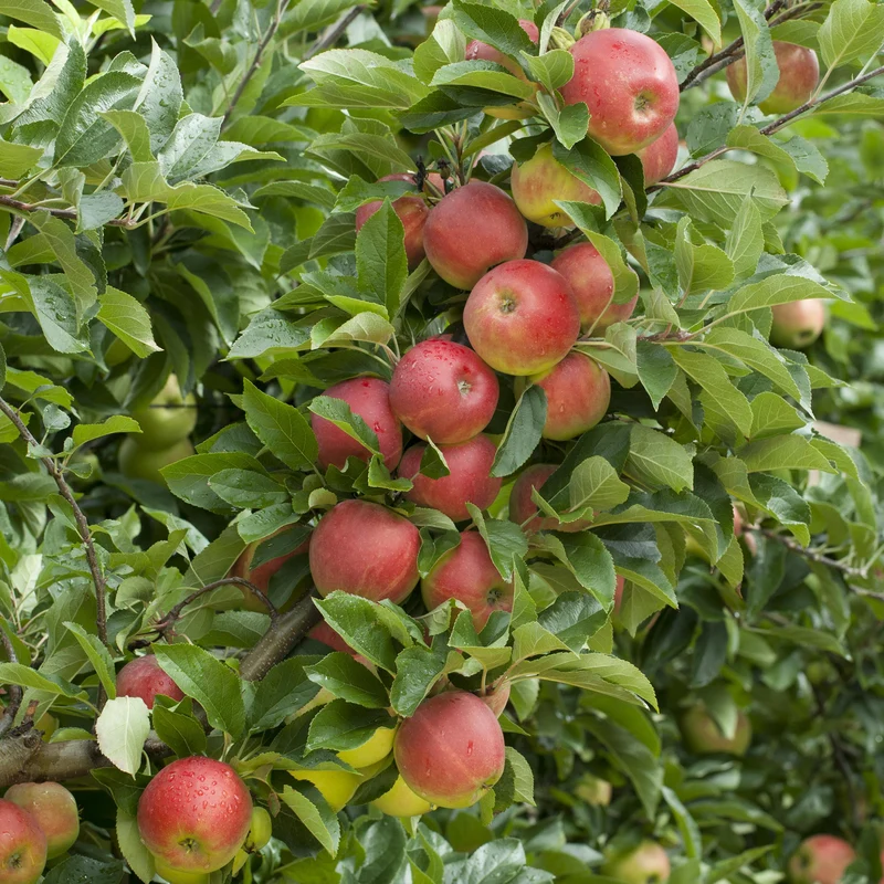 Bio-Apfelbaum 'Elstar' Herbstapfel