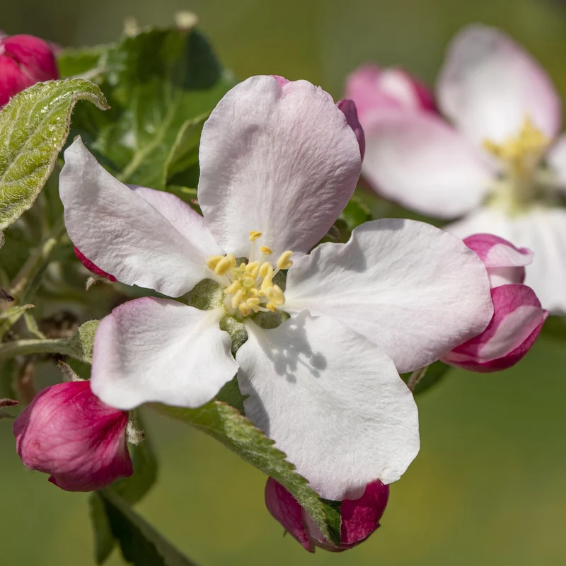 Bio-Apfelbaum 'Elstar' Herbstapfel
