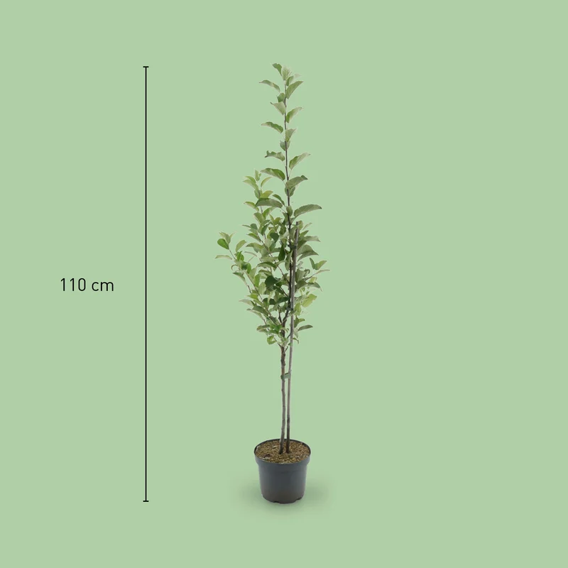 Bio-Apfelbaum 'Elstar' Herbstapfel
