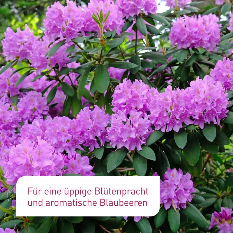 Bio-Hortensien- & Rhododendrondünger 800 ml