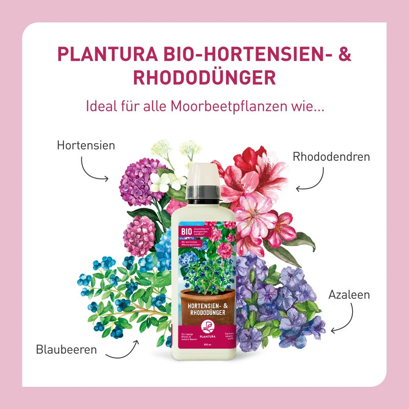 Bio-Hortensien- & Rhododendrondünger 800 ml