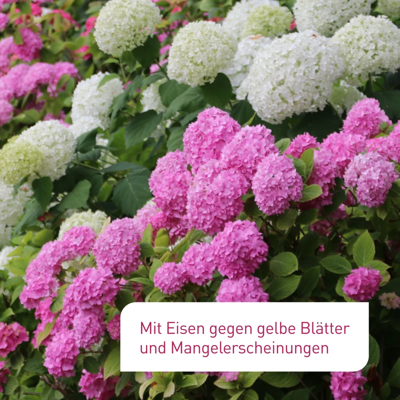 Bio-Hortensien- & Rhododendrondünger 800 ml