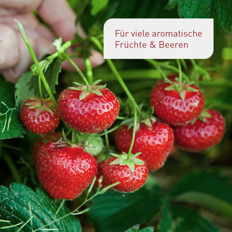 Bio-Beeren- & Obstbaumdünger 800 ml