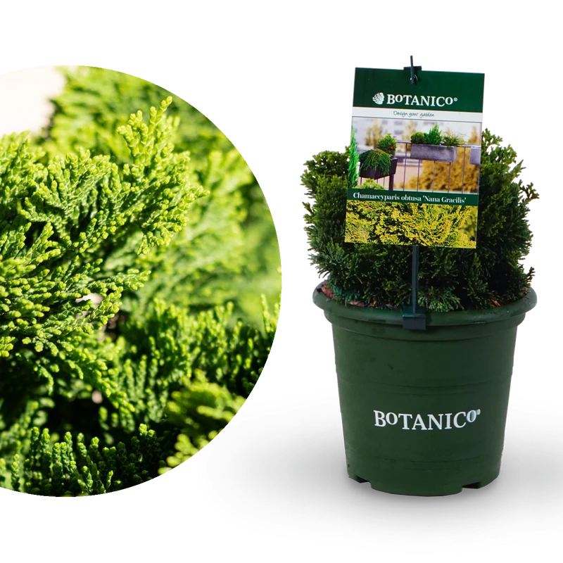 Zwerg-Muschelzypresse Botanico® 'Nana Gracilis'