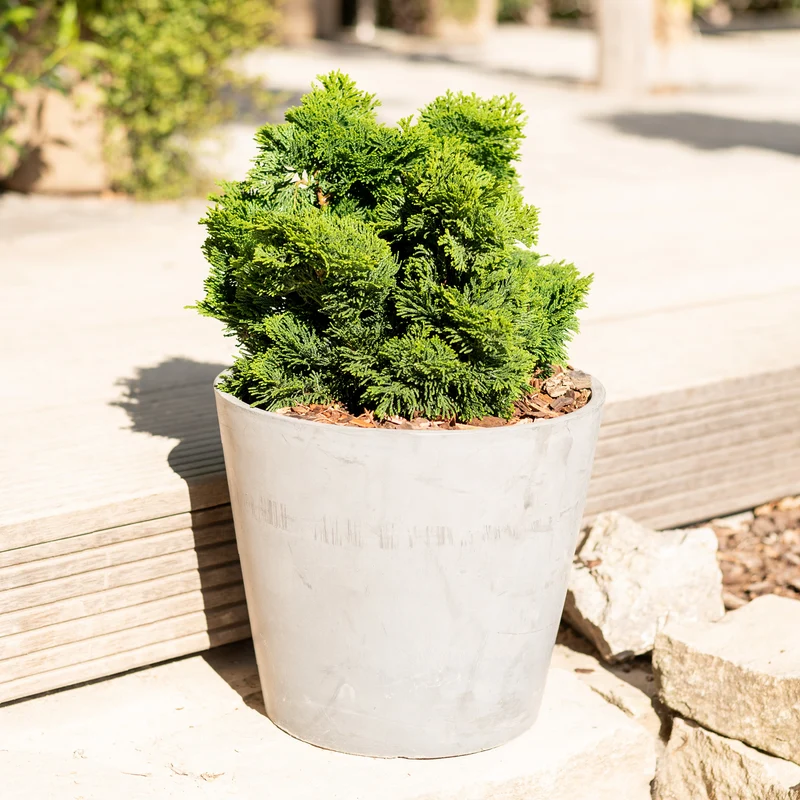 Zwerg-Muschelzypresse Botanico® 'Nana Gracilis'