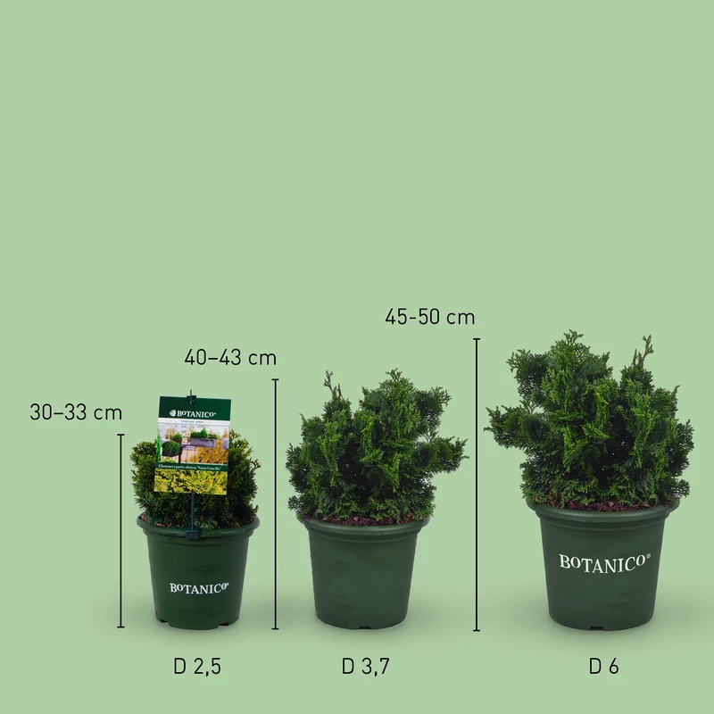 Zwerg-Muschelzypresse Botanico® 'Nana Gracilis'