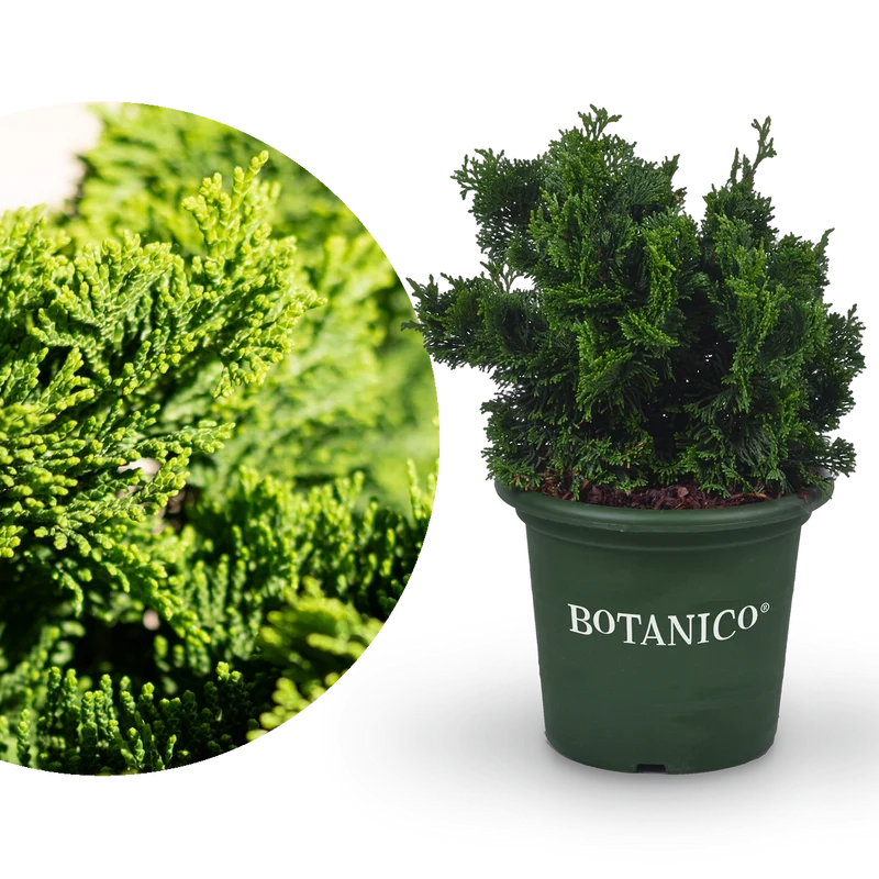 Zwerg-Muschelzypresse Botanico® 'Nana Gracilis'