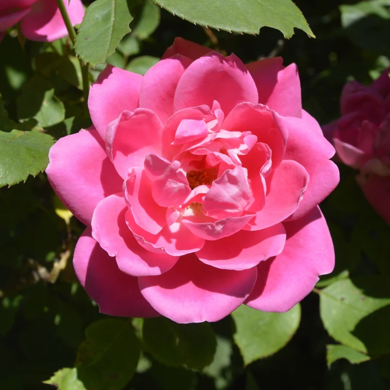 Strauchrose Knock Out® 'Rosa'