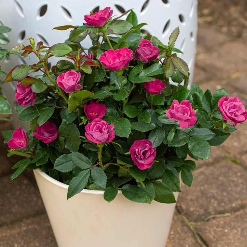 Strauchrose Knock Out® 'Rosa'