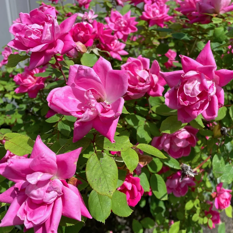 Strauchrose Knock Out® 'Rosa'