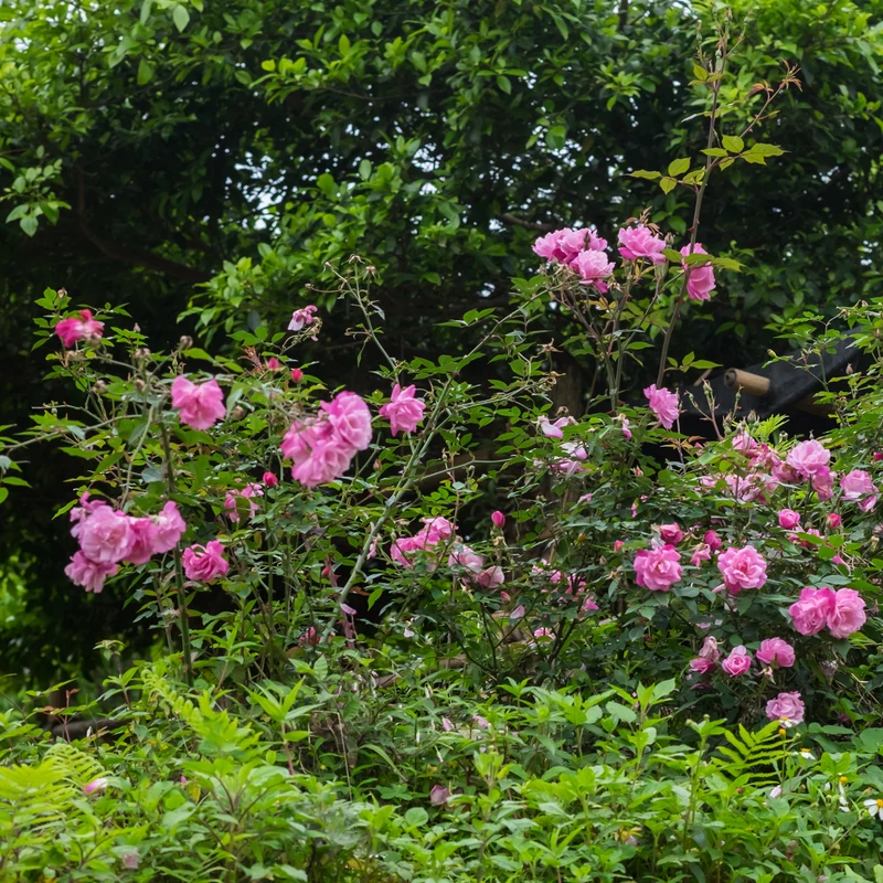 Strauchrose Knock Out® 'Rosa'