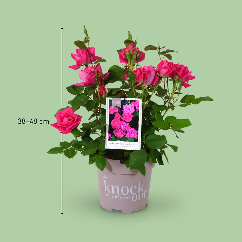 Strauchrose Knock Out® 'Rosa'