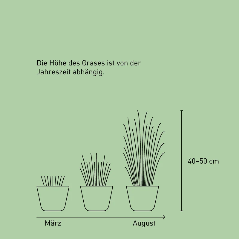 Lampenputzergras 'Hameln'