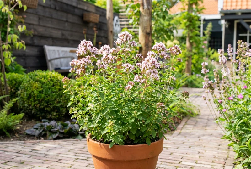 Majoran (Origanum vulgare 'Compactum')
