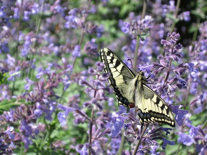 Katzenminze (Nepeta faassenii Walkers Low)